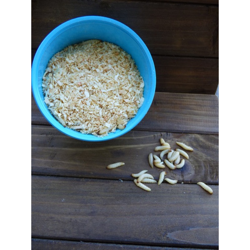 Wax Worms 2 dozen