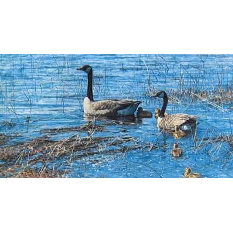 George McLean – Canada Geese and Goslings – Fine Art Print 173/950